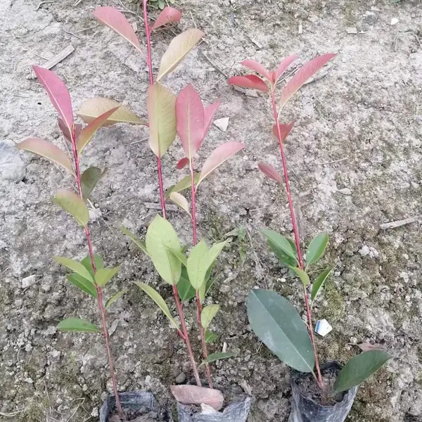 红叶石楠基地,红叶石楠杯苗,可供贵州种植的红叶石楠