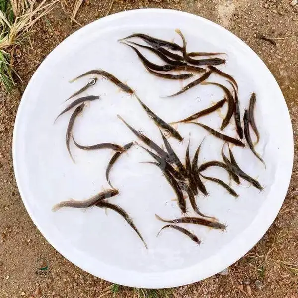 �������Ǹ���̨̬�������� �߲��������� ��������