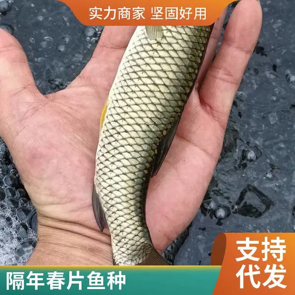 本地草鱼苗 鲤鱼鱼苗 山东菏泽鱼苗养殖场 8-12公分大苗