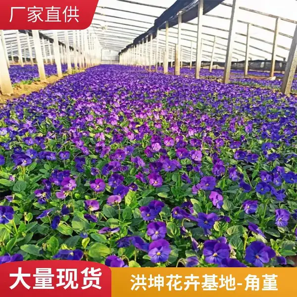 角堇 三色堇 工程花苗绿化苗耐寒绿植 多色系小区庭院公园观赏种植苗