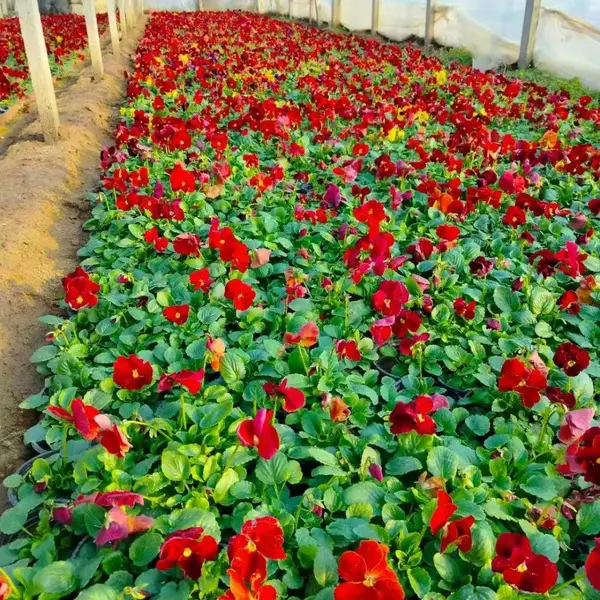 角堇 苗圃供货 量大三色堇小苗批发 花坛花镜花海庭院小区园林绿化