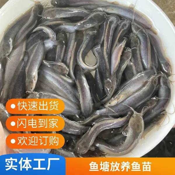 八须塘角鱼苗批发 土塘虱胡子鲶苗 淡水鱼塘养殖种苗