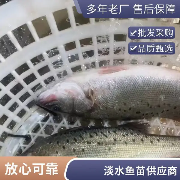 现货现发 潍坊鲈鱼苗鲟鱼苗养殖场 加州鲈苗 鲟龙鱼苗 无病无伤