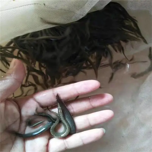 �㶫�������籨�� �Ʒ�ˮ���糡�����л��������� ʯ׶����
