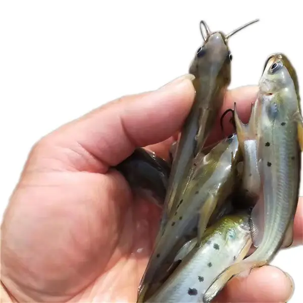 少病害快大鮰鱼苗 食性杂叉尾鱼苗直发 沟鲶鱼苗适应性强