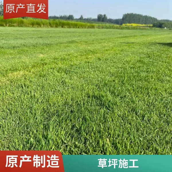 屋顶阳台绿化小区草坪铺装批发施工私家别墅花园设计混播草坪平谷