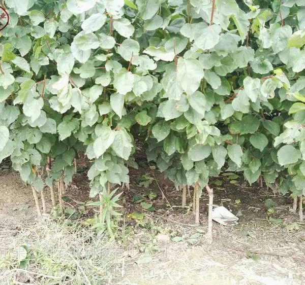 ��ݮ�硢����ɭ��ݮ��۸���ݮ��