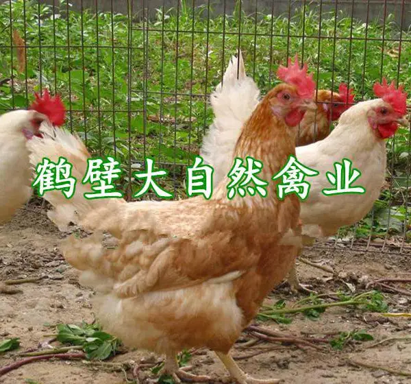 肇庆70日龄农大三号脱温鸡常年供应,江门60日龄京红一号养殖出售,抗病力强,产蛋***