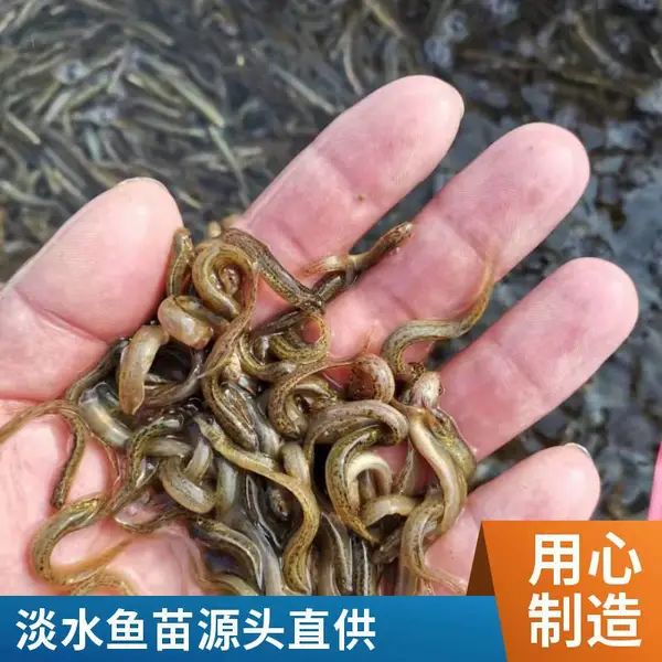 黑鱼苗泥鳅鱼苗养殖场 山东潍坊本地 优质淡水鱼苗供应