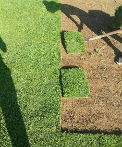 供应优质马尼拉种子 护坡植物 马尼拉草坪 固土护坡 抗旱耐践踏