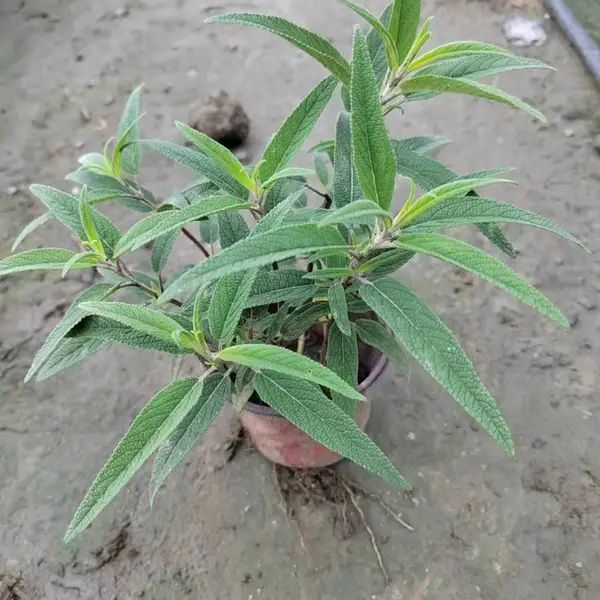 袋苗鼠尾草现货 景区地被植物 国庆草花 涨势好耐修剪