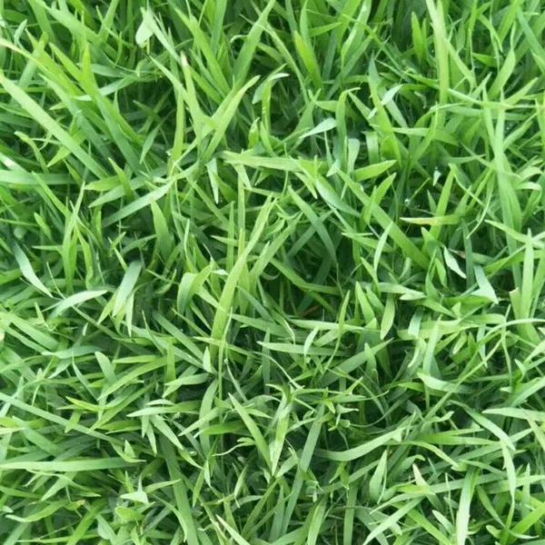 马尼拉草坪 广东东莞绿化草坪***格 草皮基地