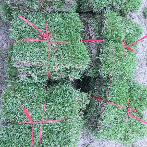 马尼拉草坪 湖北咸宁耐旱耐热生长快的草坪品种出售价格 性价比高