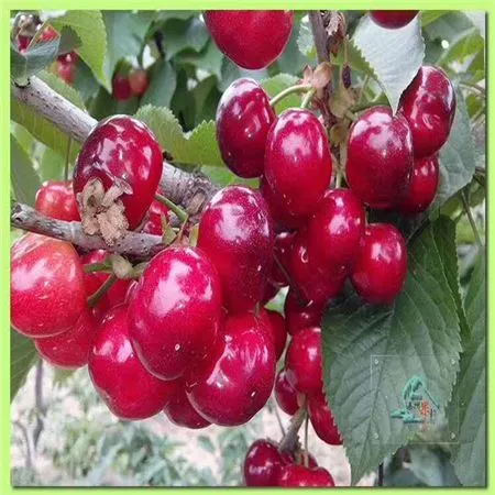 �Ĵ��������ֱ��ӣ���磬ӣ��������������