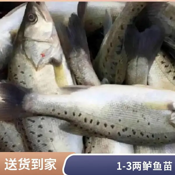 山西大同朔州鲈鱼苗鲟鱼鱼苗养殖场直供 鲈鱼苗抗逆性强 鲟鱼苗规格可选