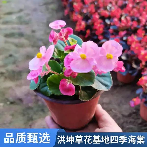 四季海棠 双色盆海棠花卉 多场景适用 花坛花镜花卉品种 四季开花