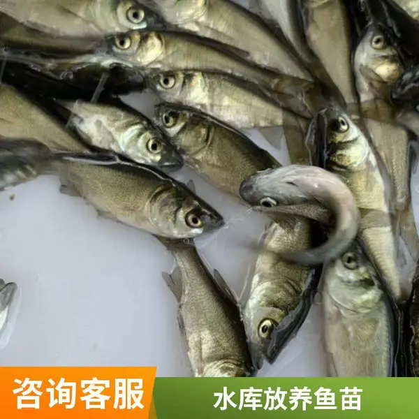 潍坊本地花鲢白鲢鱼苗养殖场 批发零售 鲢鱼苗鳙鱼苗 去哪都活