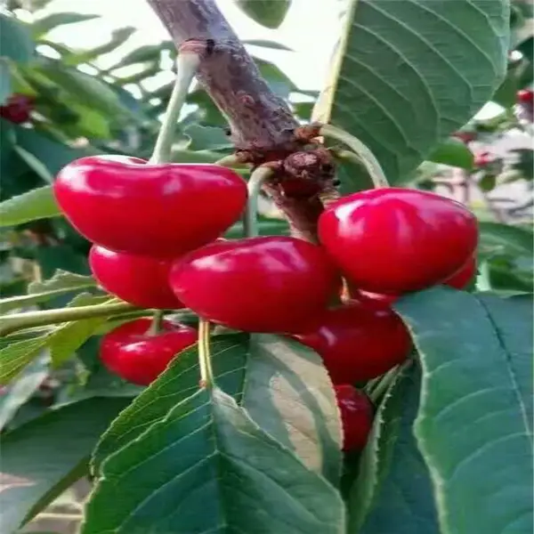 江苏种植红南阳樱桃苗_沙王大樱桃苗繁育基地 离核甜樱桃苗