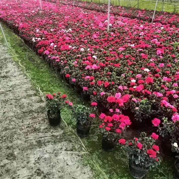 红花西洋鹃绿化种植 西洋鹃花坛摆花 西洋鹃的大杯苗子