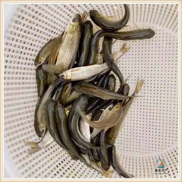 �˹���ֳ��˿������ �Ĵ糬������� �������� ��������