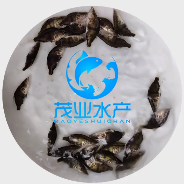 柳州鳜鱼苗茂业水产桂花鱼苗批发桂花鱼苗鱼塘投放密度广西桂花鱼苗多少钱一斤