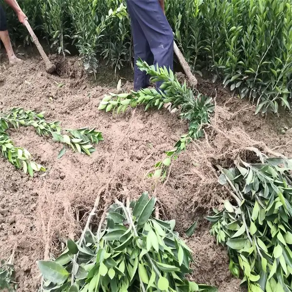 ���ϳ��������۽��������۸��ʵ������ǿ