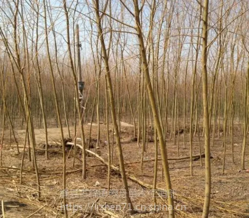 供应绿舟苗木基地出售垂柳,金丝垂柳3到10公分上车价格易成活好管理