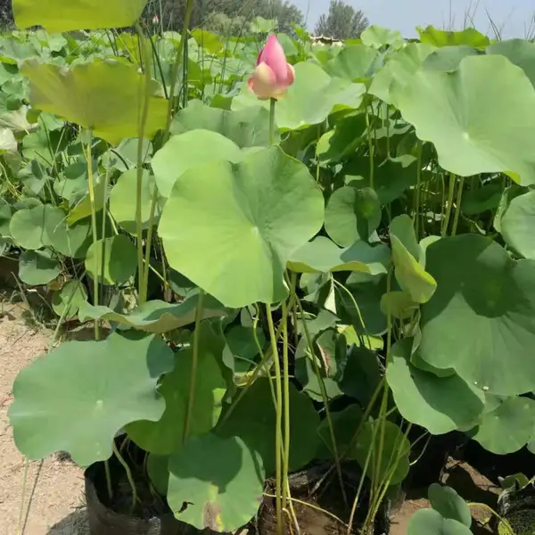 江西黄色荷花苗培育基地 江西友谊牡丹莲荷花苗新品种