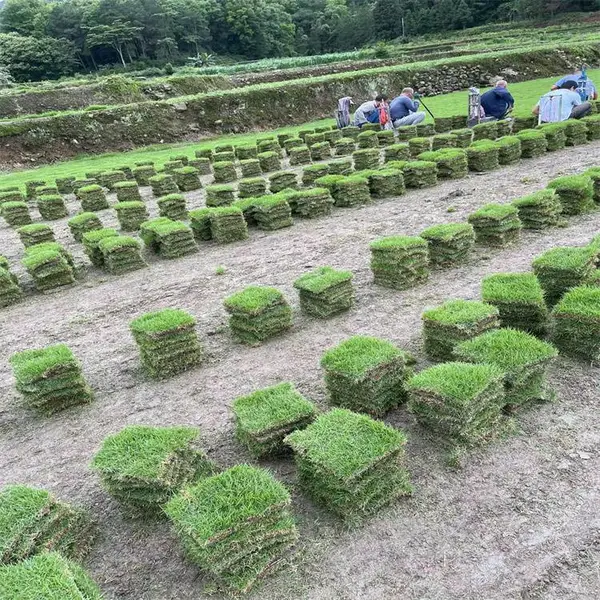 三明公园绿化草皮 小区绿化草皮 生命力旺盛