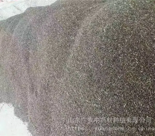 丹参种子(山东产),菏泽丹参种植,菏泽丹参种子,丹参育苗技术