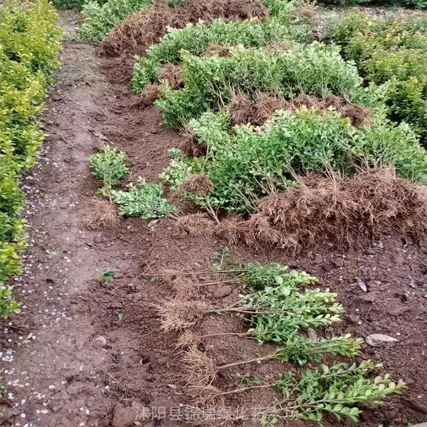 丛生瓜子黄杨成品苗绿篱常绿植物 锦瑞绿化苗木场种植基地