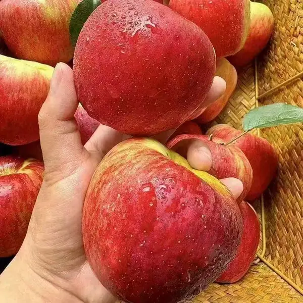 ��ɽ��ԭ���ع�Ӧ������ͨ��ƻ��������ƻ����ԭ�ز�
