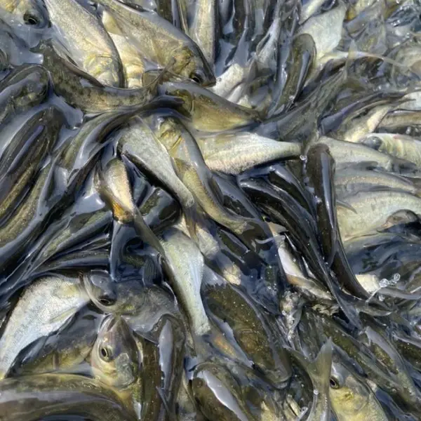 山西大同朔州花鲢苗白鲢鱼苗养殖场鲤鱼草鱼鲢鱼鳙鱼苗齐全