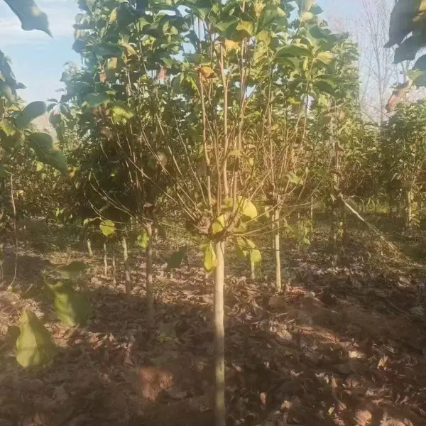 山东聊城白玉兰苗木基地批发销售,6公分红玉兰树苗厂家上车价格,玉兰产地供应商报价