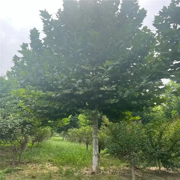 ����13����14���ַ�ͩ �����̻���������ϵ������Ӧ��ǿ