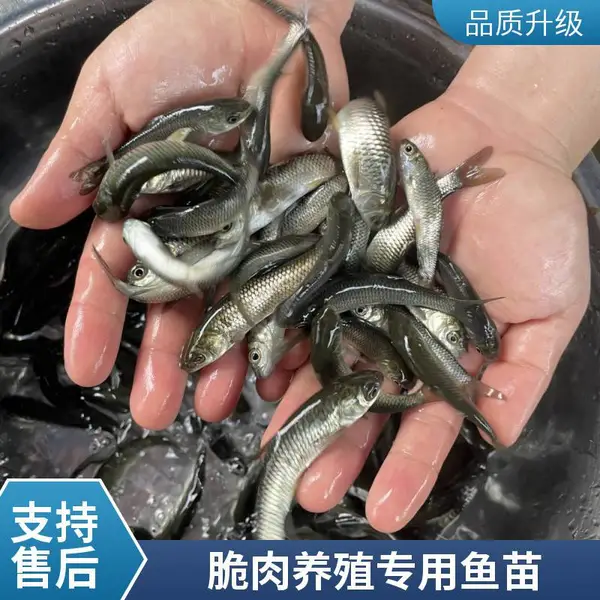 草鱼苗 脆肉鲩鱼鱼苗适合脆肉养殖模式商品鱼市场销路广