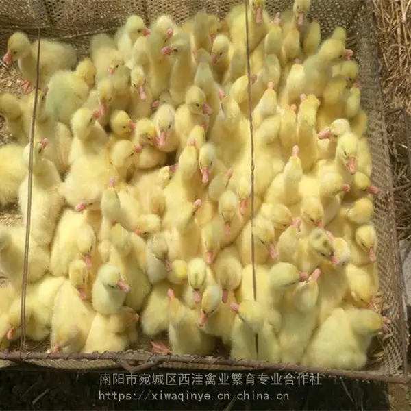 鹅苗,皖西鹅苗孵化厂,河南鹅苗价格,南阳鹅苗价格