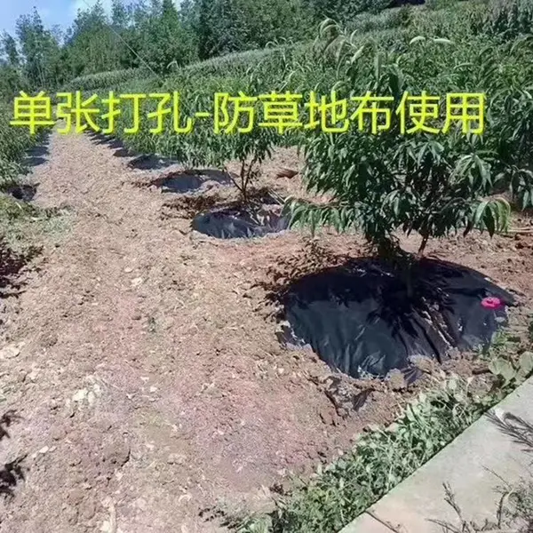 果树木防草布 打孔防草布 晟阳生产黑色pp防草布