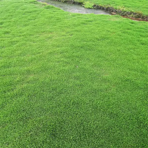 马尼拉草皮价格 马尼拉草皮基地