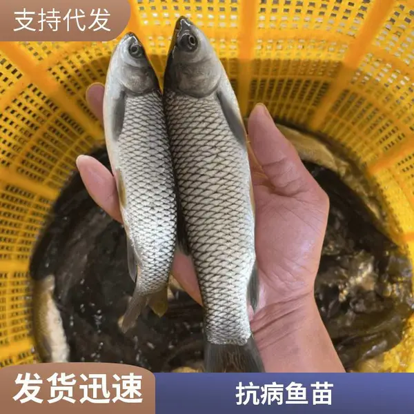 山东聊城本地草鱼苗鲤鱼鱼苗养殖场 鱼苗无病无伤 泡塘补苗好选择