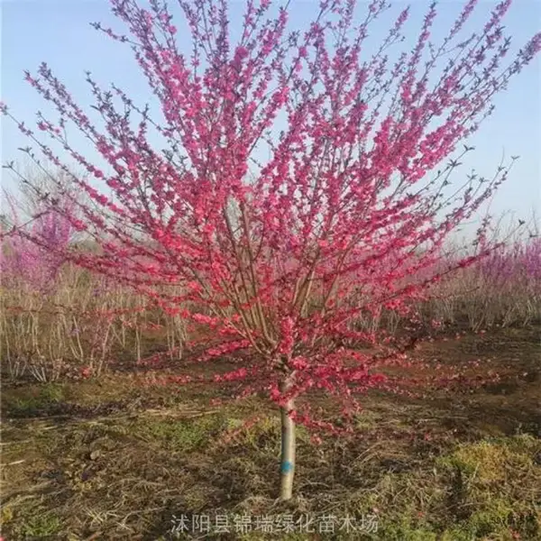 红叶碧桃/紫叶桃 城市绿化彩叶树种 既可观花观叶又可观果
