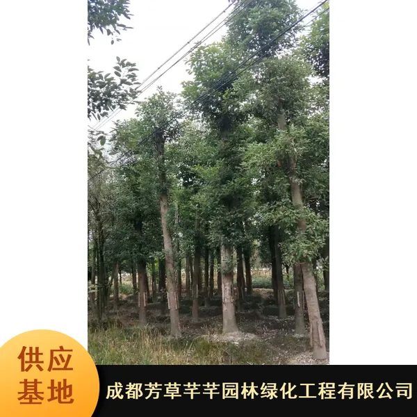 ȫ��������_18���ִ���������_��ľ�ͺ������������繩Ӧ
