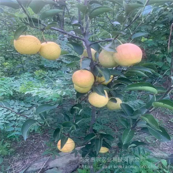 不分品种占地梨树苗出售 规格地径2公分高度2米 现挖苗成活***