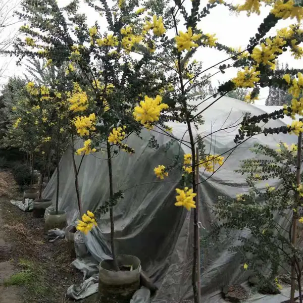 ��Ҷ�ϻ������� �ϻ������������ۻ��� ��Ҷ�ϻ�������
