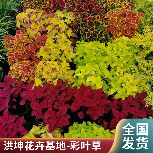 彩叶草 景区绿化彩叶草 采购 彩叶草*** 格 彩叶草种植基地