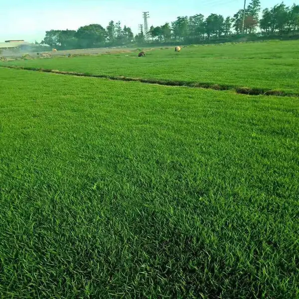 出售混播黑麦草 大型草坪基地 现挖草皮 护坡绿化 快速复绿