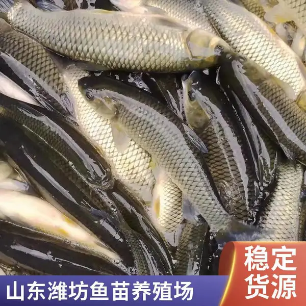 山东潍坊本地草鱼苗鲤鱼鱼苗养殖场多年育苗经验品质有保障
