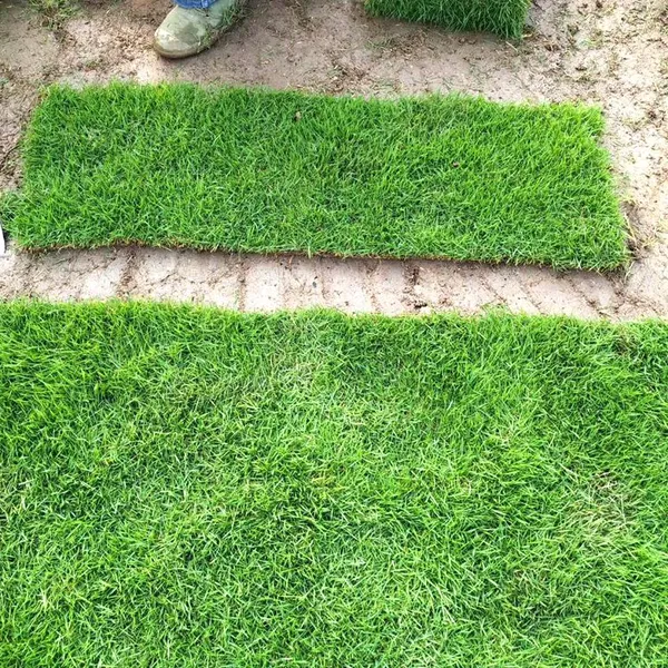 马尼拉草坪卷 狗牙根矮生百慕大 江西上饶园林绿化用的草皮的出售价格 性价比