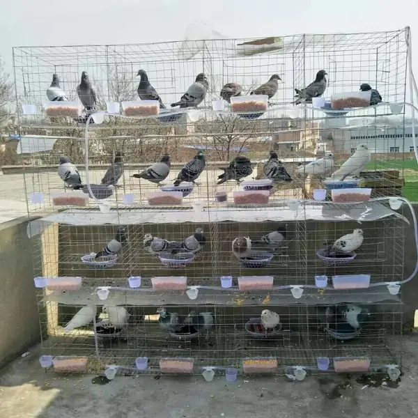 3层12位横抽拉门 鸽舍 肉鸽养殖笼 鸽子笼具 加粗镀锌