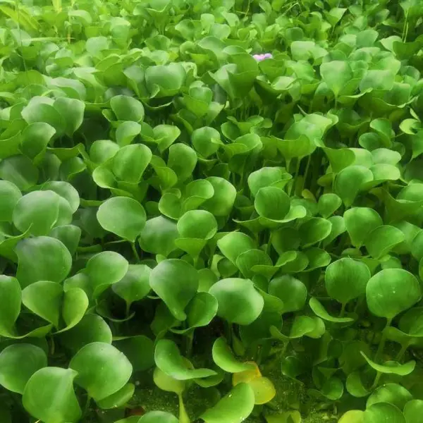 水体绿化植物荷花 碗莲 睡莲 水葱 再力花 蒲苇 芦苇 花叶芦竹 水生植物批发 湿地绿化千屈菜
